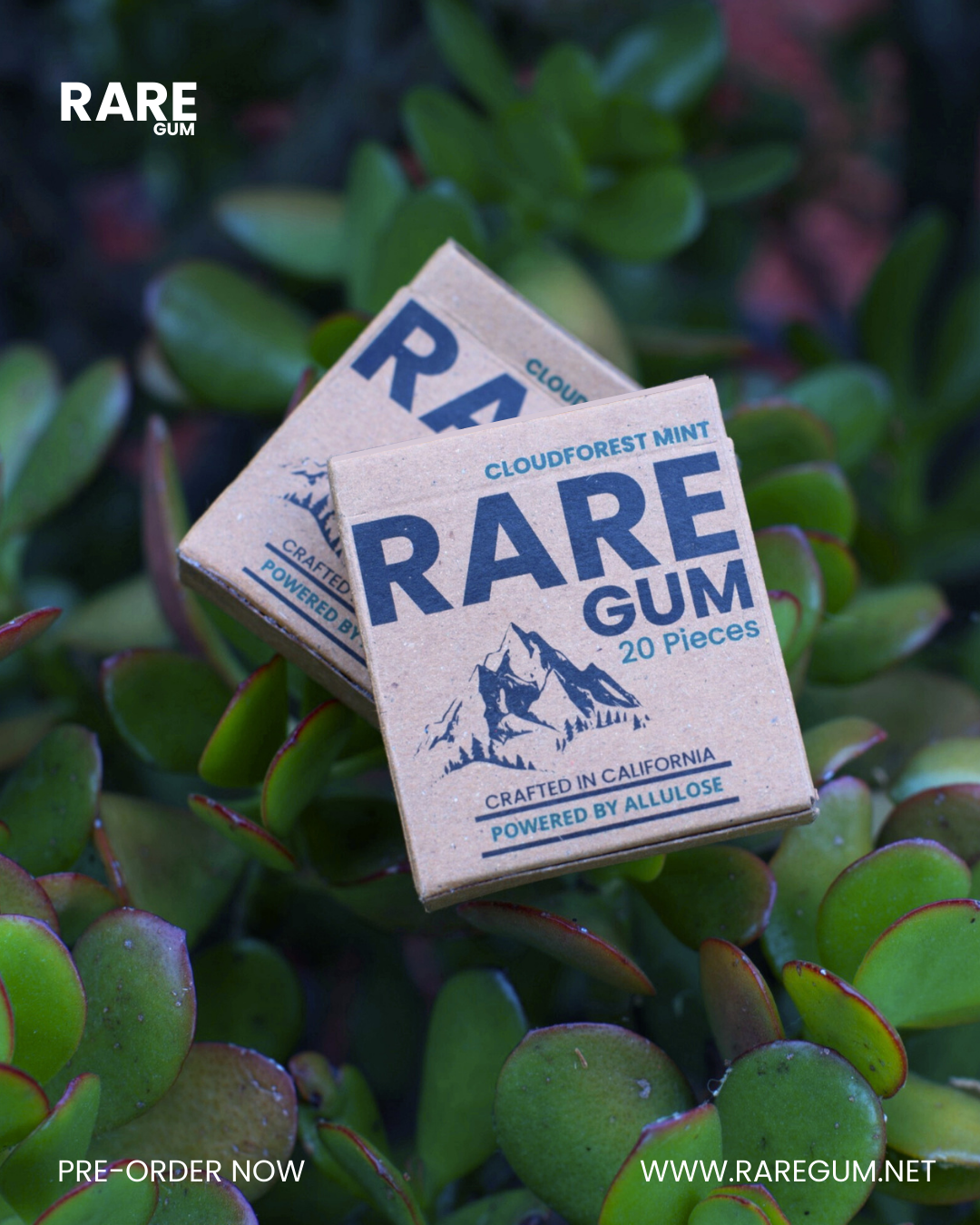 RARE Gum - Cloudforest Mint (1-Pack)